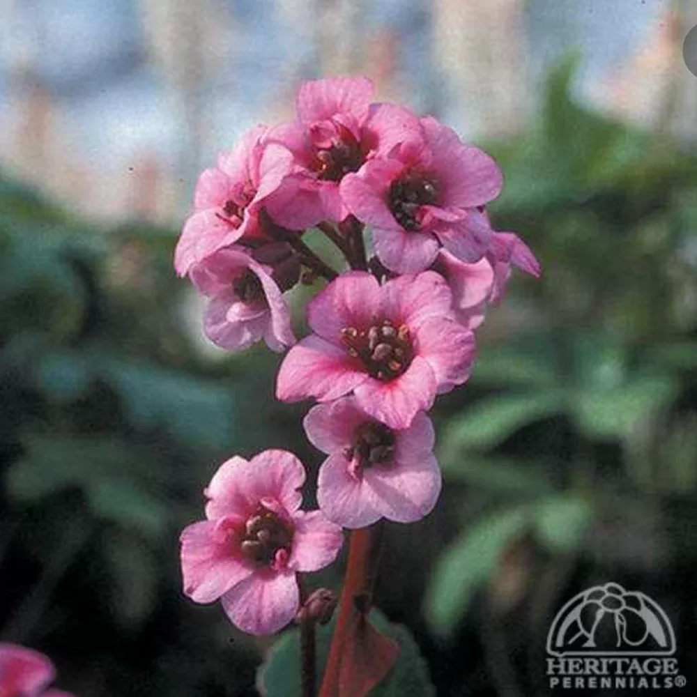 Bergenia 'Dragonfly Sakura'