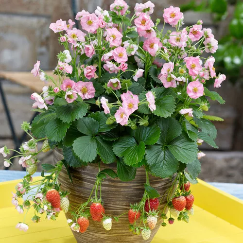 Berried Treasure Pink Strawberry