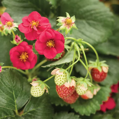 Berried Treasure Red Strawberry
