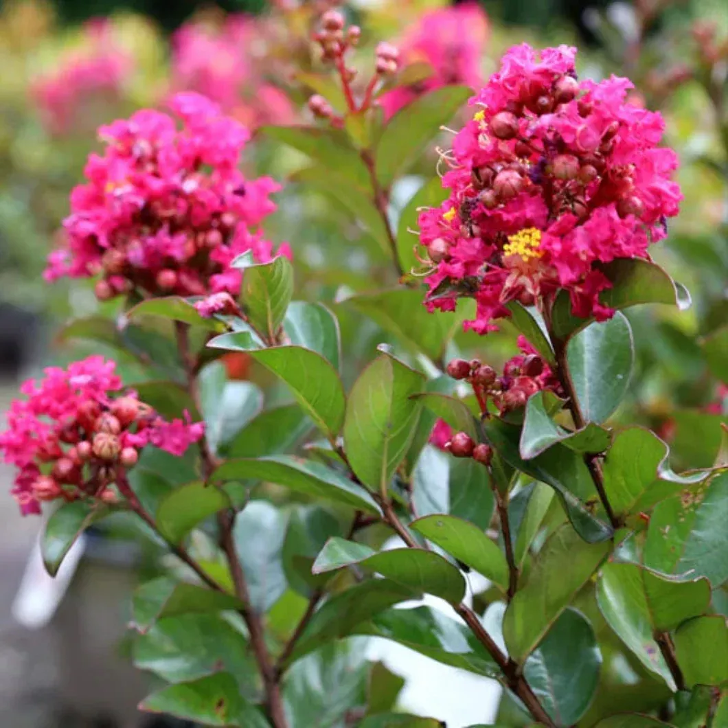 Berry Dazzle Crape Myrtle – Vivid Fuchsia D | Pixies Gardens