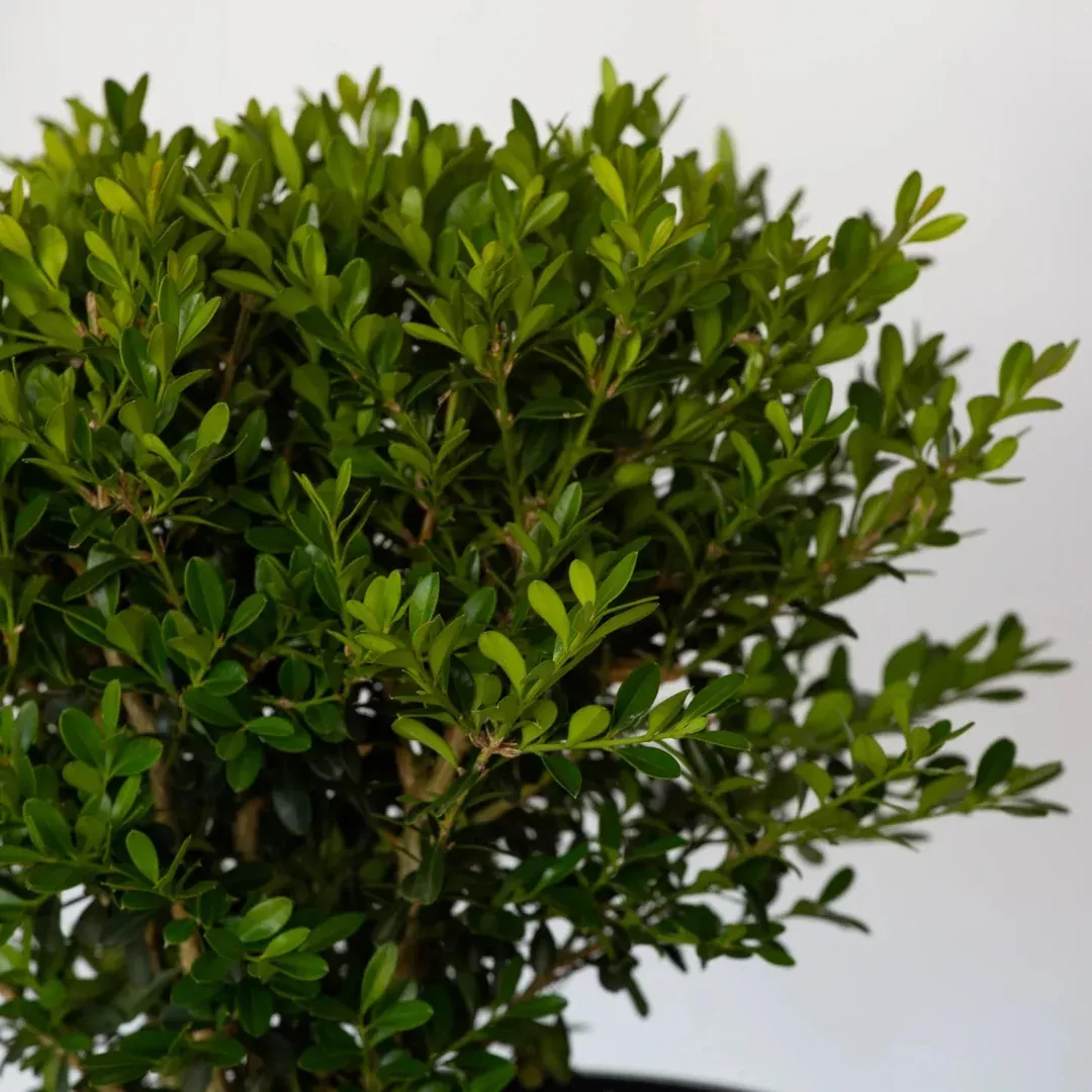 Better Boxwood Skylight