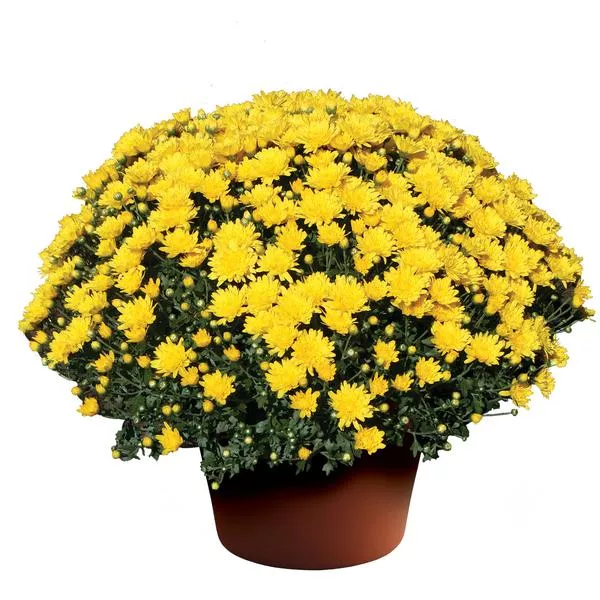 Beverly Gold Yellow Mum