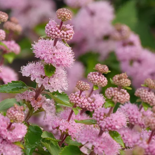 Beyond Pink'd Bluebeard