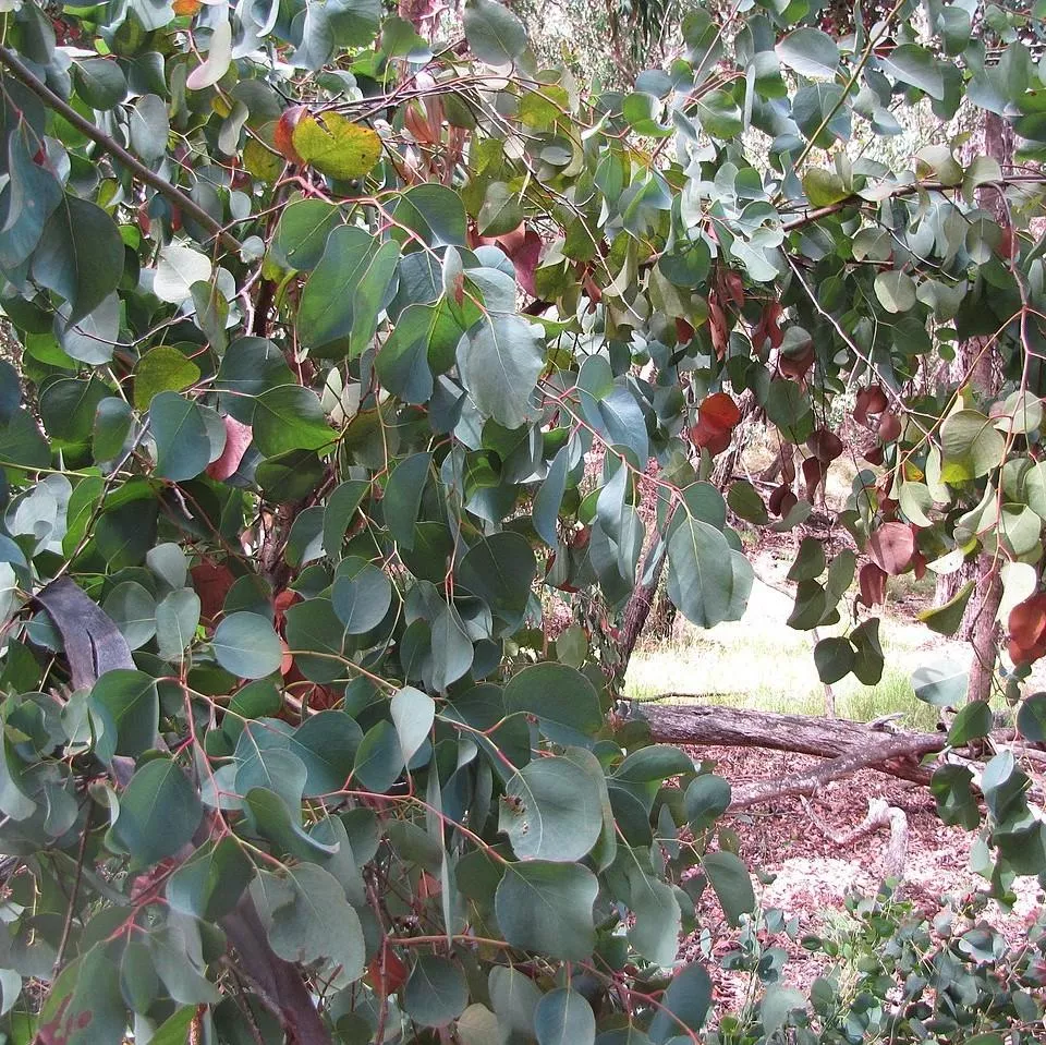 Big O Eucalyptus Tree