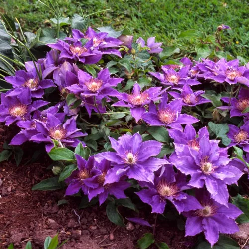 Bijou Clematis