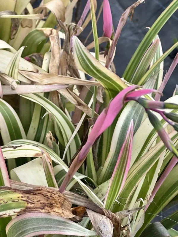Billbergia Nutans Bromeliads Live Plants – Queen’s Tears – 3 Rooted Plants