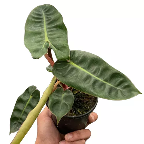 Billietiae Philodendron