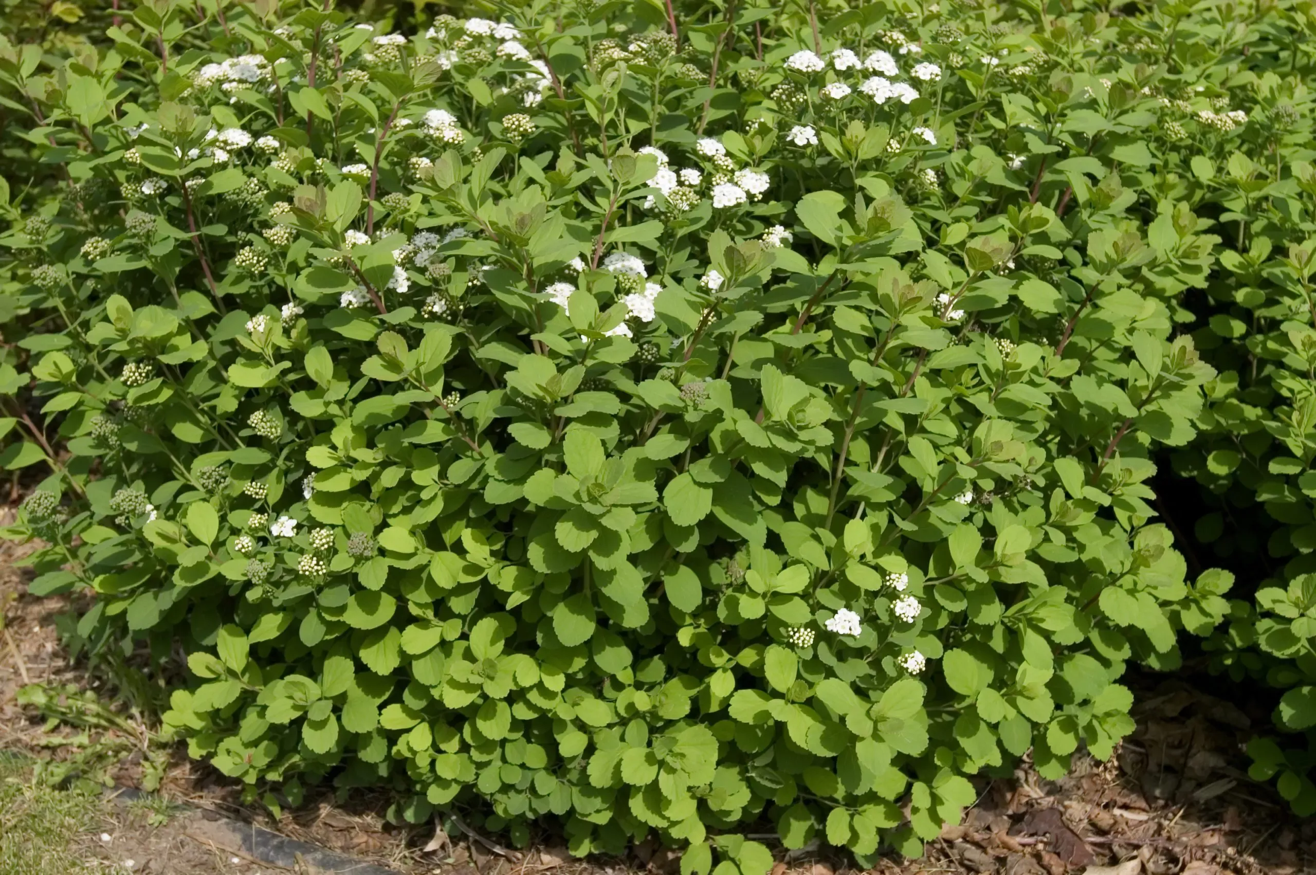 Birchleaf Spirea