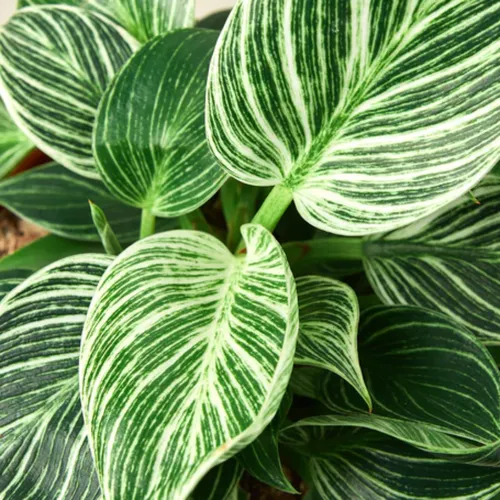 Birkin Philodendron