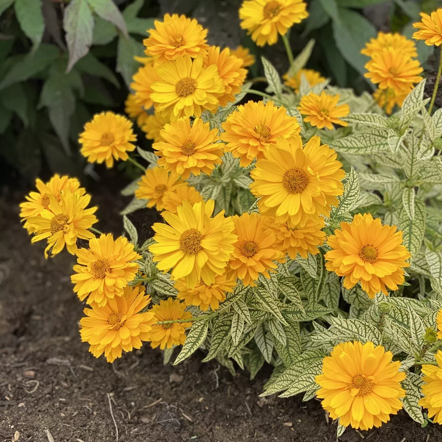 'Bit of Honey' False Sunflower (Heliopsis)