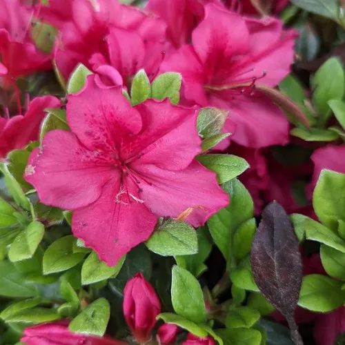 Bixby Azalea