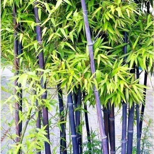 Black Bamboo Seeds – 50+ Cold Hardy Phyllostachys Nigra Seeds for Garden & Bonsai