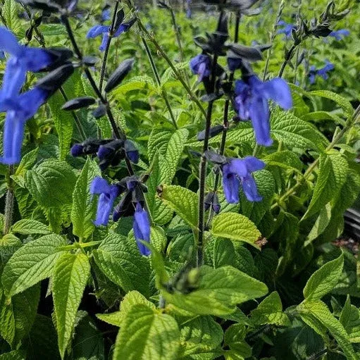 Black & Blue' Blue Anise Sage Perennial Sag | Pixies Gardens