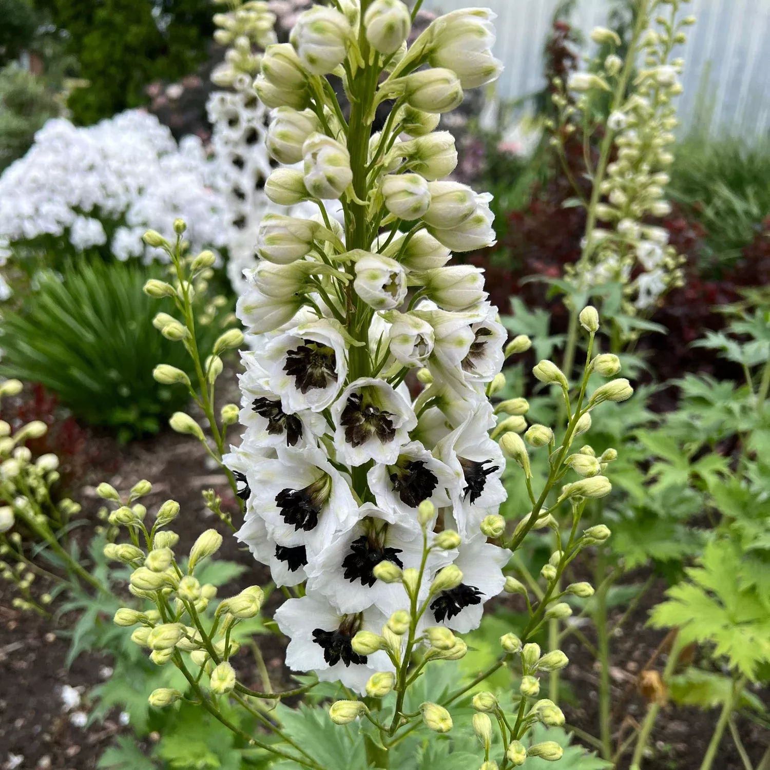'Black Eyed Angels' Hybrid Bee Delphinium
