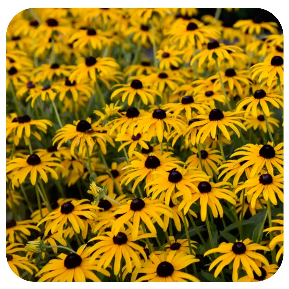 Black-Eyed Susan 'American Gold Rush' (Rudbeckia)