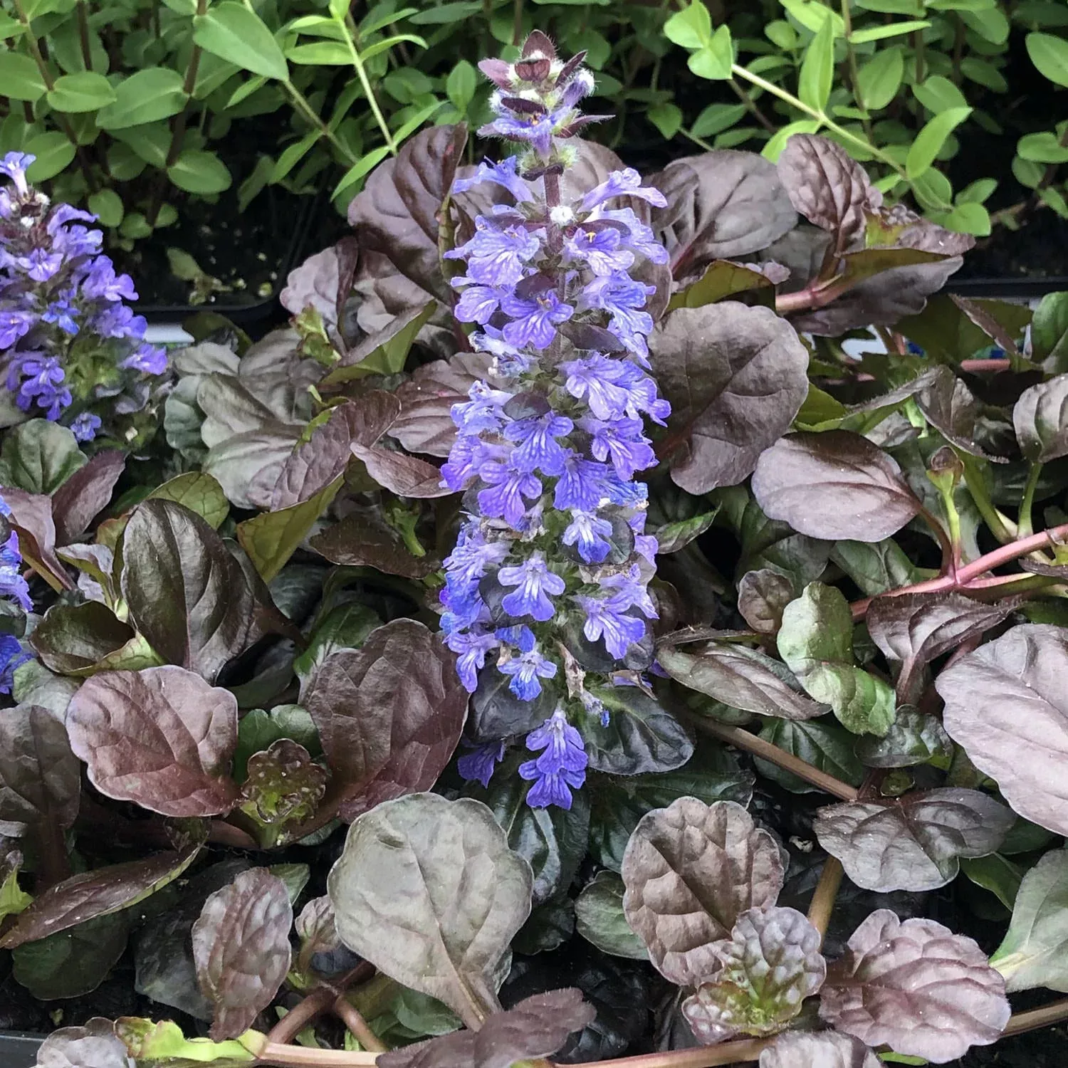 'Black Scallop' Bugleweed (Ajuga)