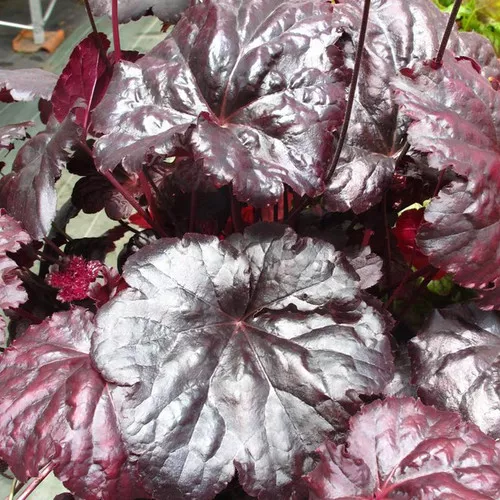 Black Sea Coral Bells