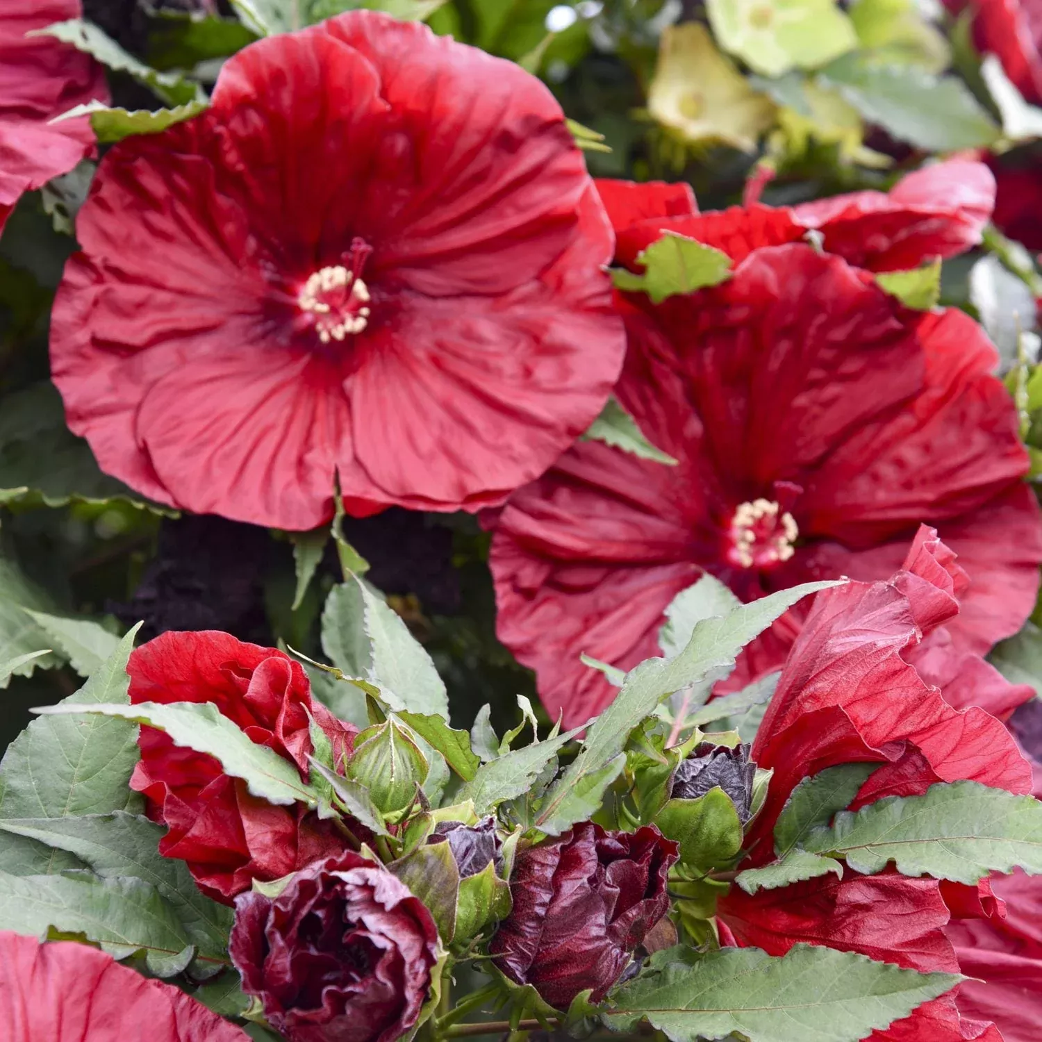 'Blackberry Merlot' Rose Mallow (Hibiscus)