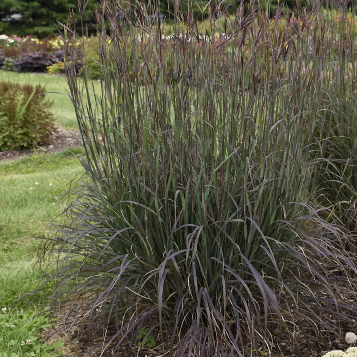 Blackhawks' Big Blue Stem Grass (Andropogon)