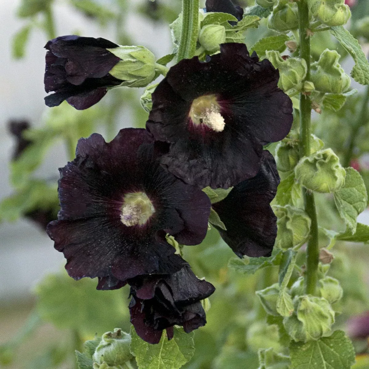 'Blacknight' Hollyhock (Alcea)