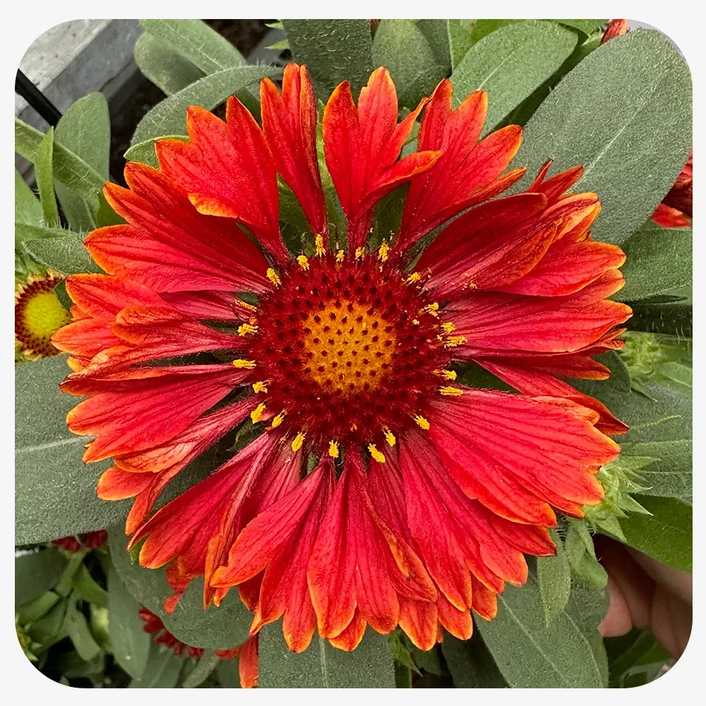 Blanket Flower "Spin Top Yellow Touch" (Gaillardia aristata)