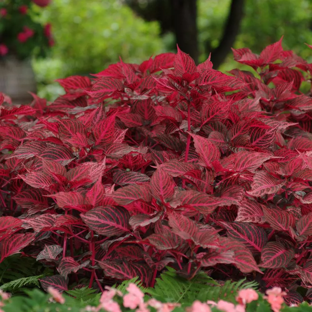 'Blazin' Rose' Blood Leaf (Iresine)
