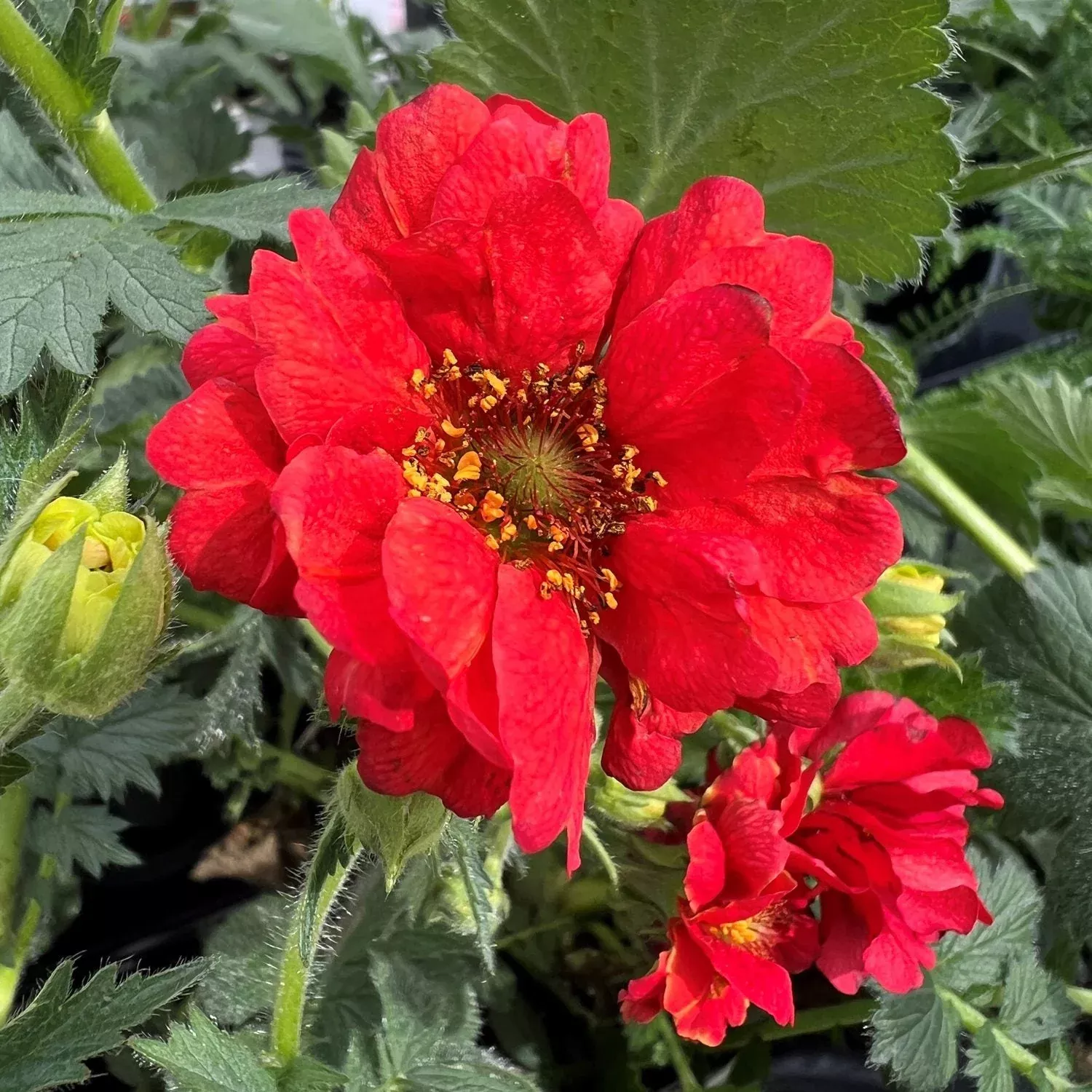 'Blazing Sunset' Avens (Geum)
