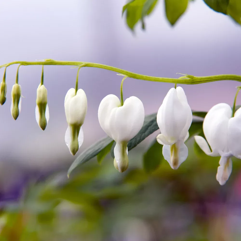Bleeding Hearts, Alba #1