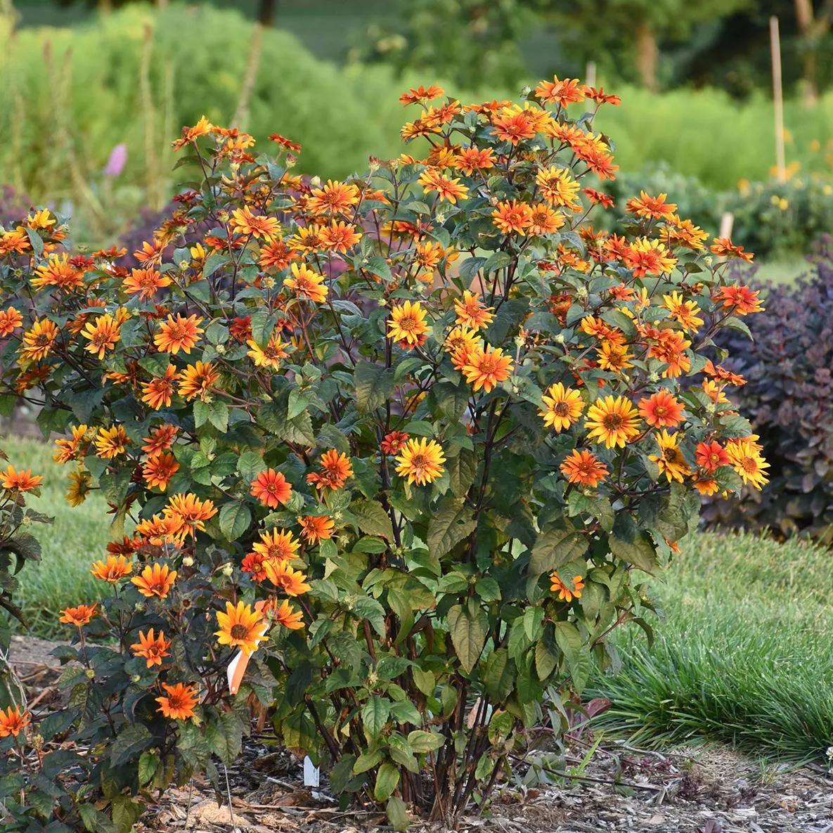'Bleeding Hearts' False Sunflower (Heliopsis)