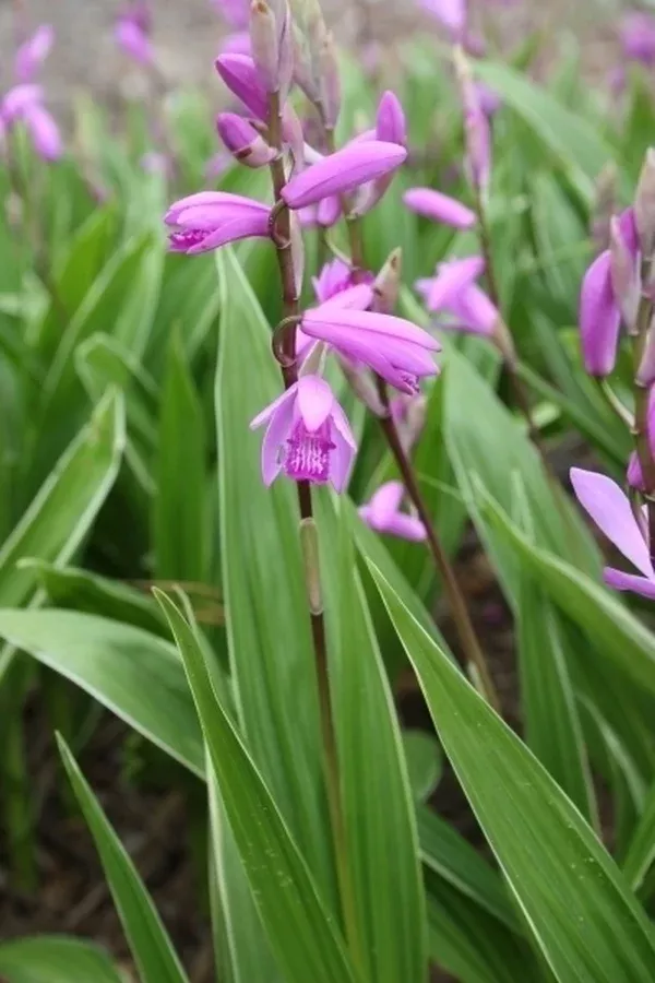 Bletilla striata 'Albostriata'