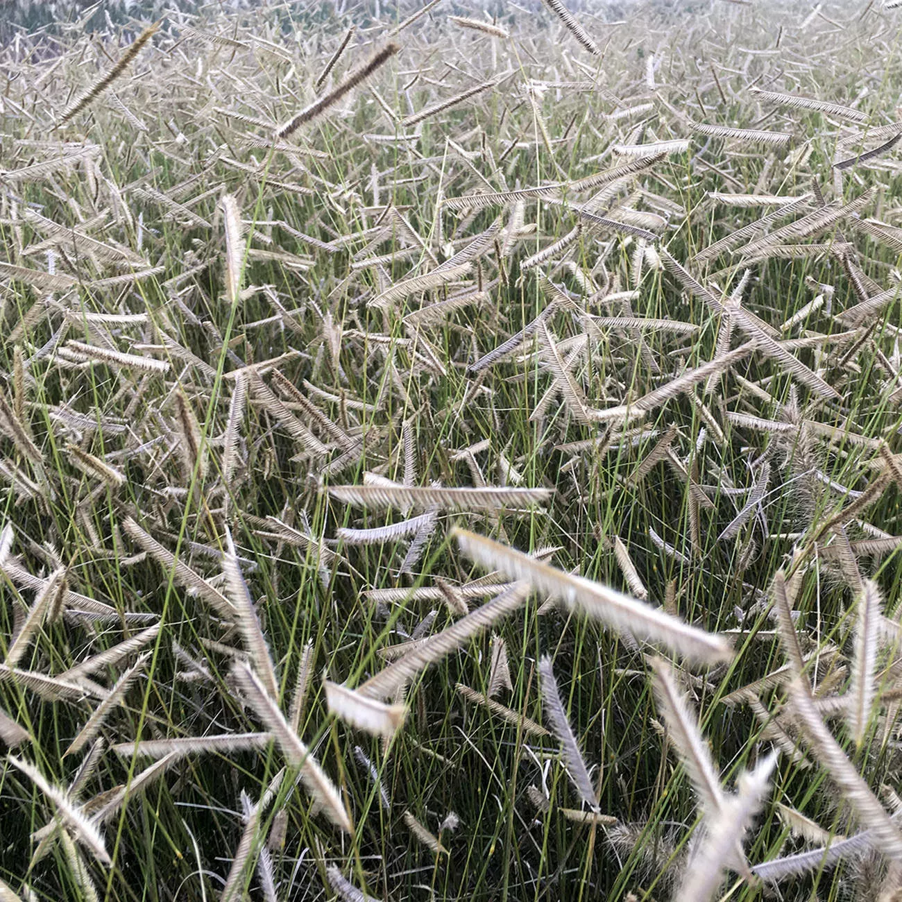 'Blonde Ambition' Blue Grama Grass (Bouteloua)