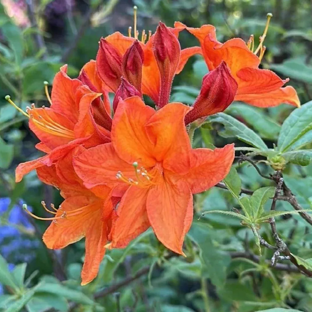 Bloom N Again Orange Frost Azalea | Pixies Gardens