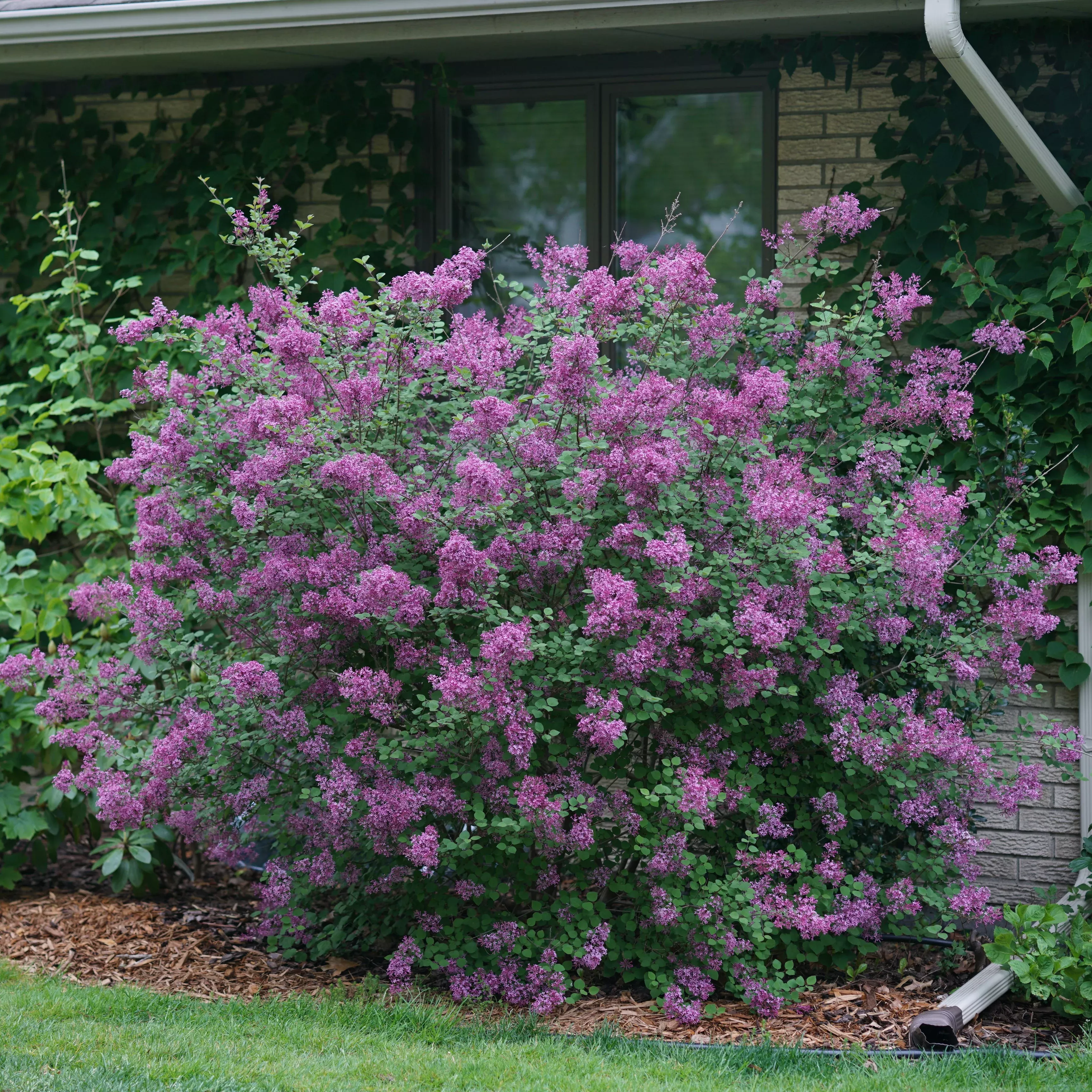 Bloomerang Dark Purple Reblooming Lilac
