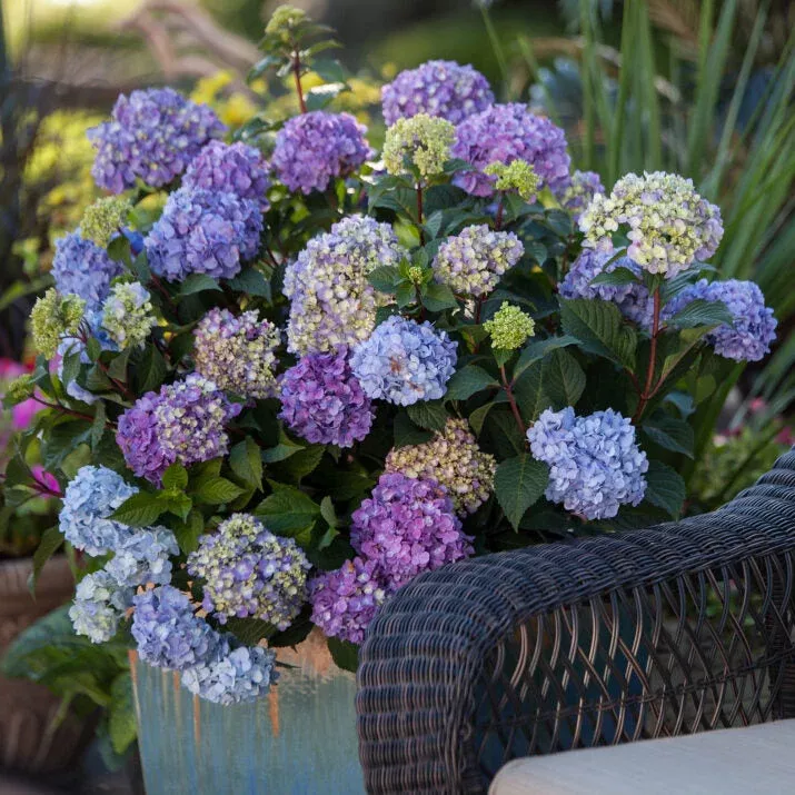 BloomStruck Reblooming Hydrangea