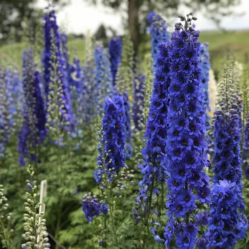 'Blue Buccaneers' Hybrid Bee Delphinium