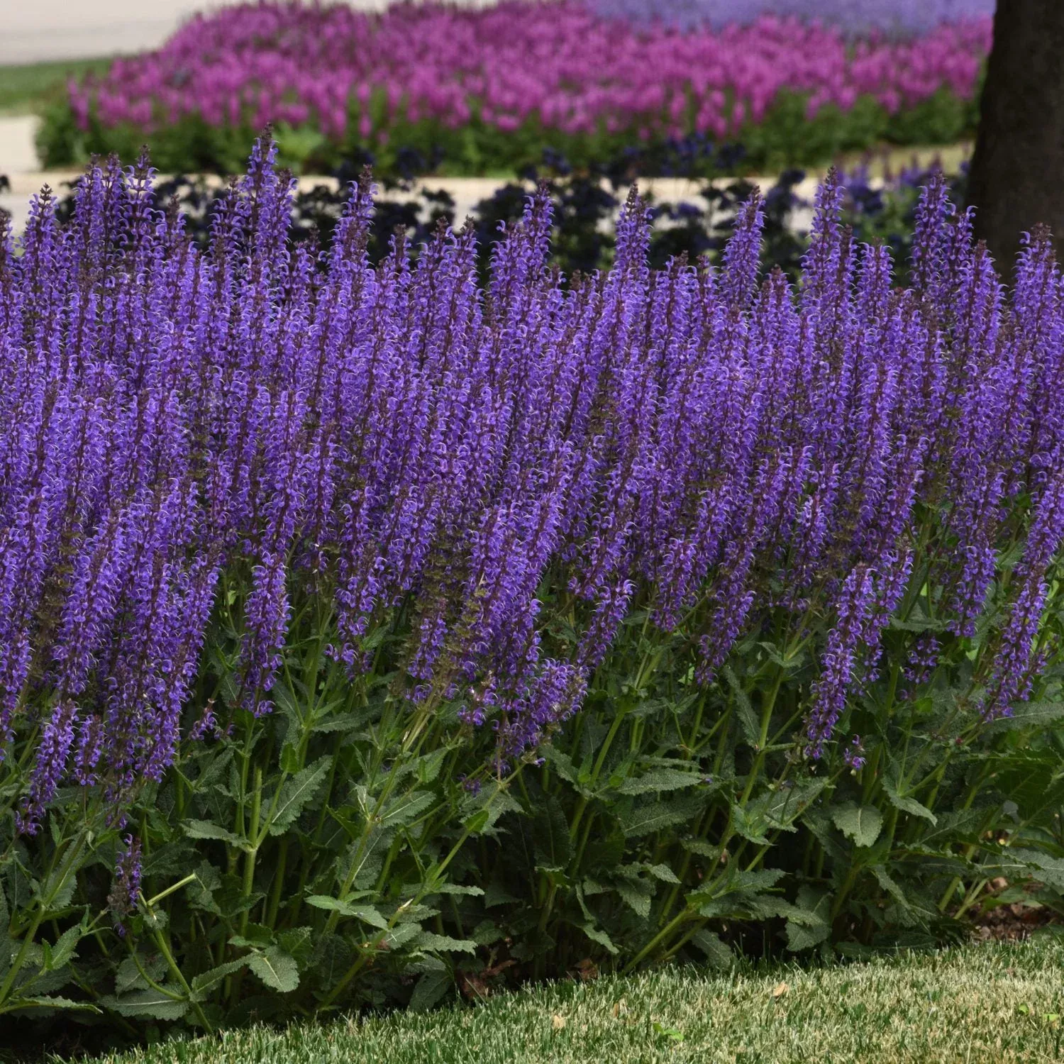 'Blue By You' Perennial Salvia