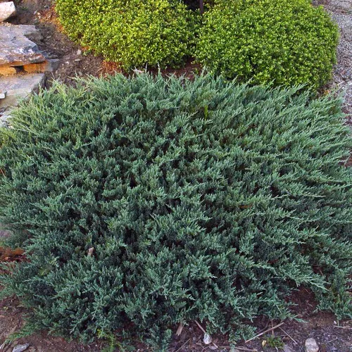 Blue Chip Creeping Juniper