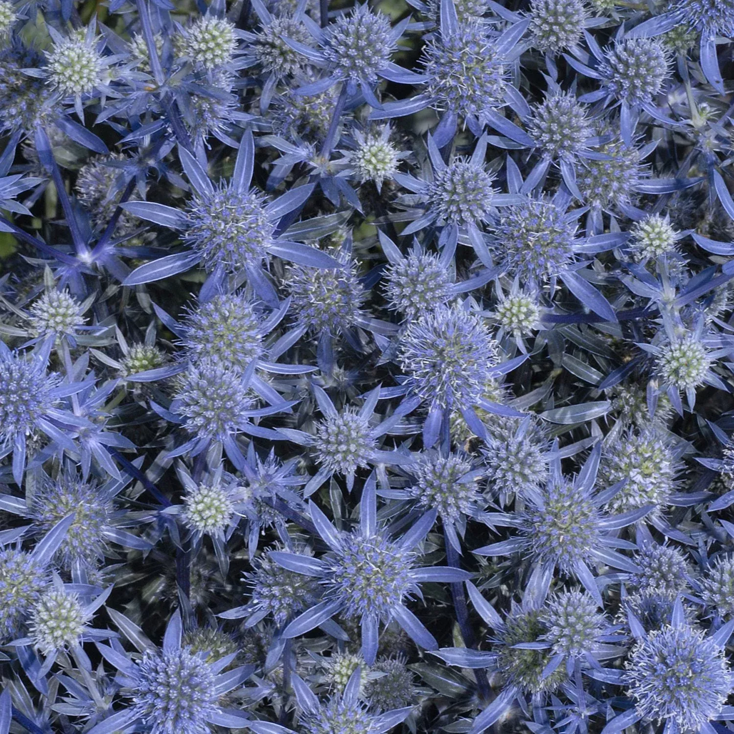 'Blue Glitter' Sea Holly (Eryngium)