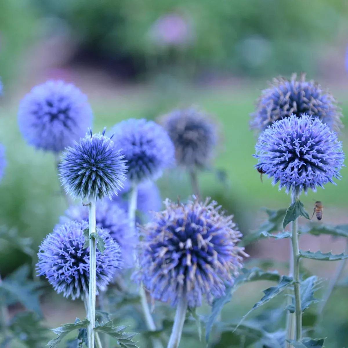 'Blue Glow' Globe Thistle (Echinops)