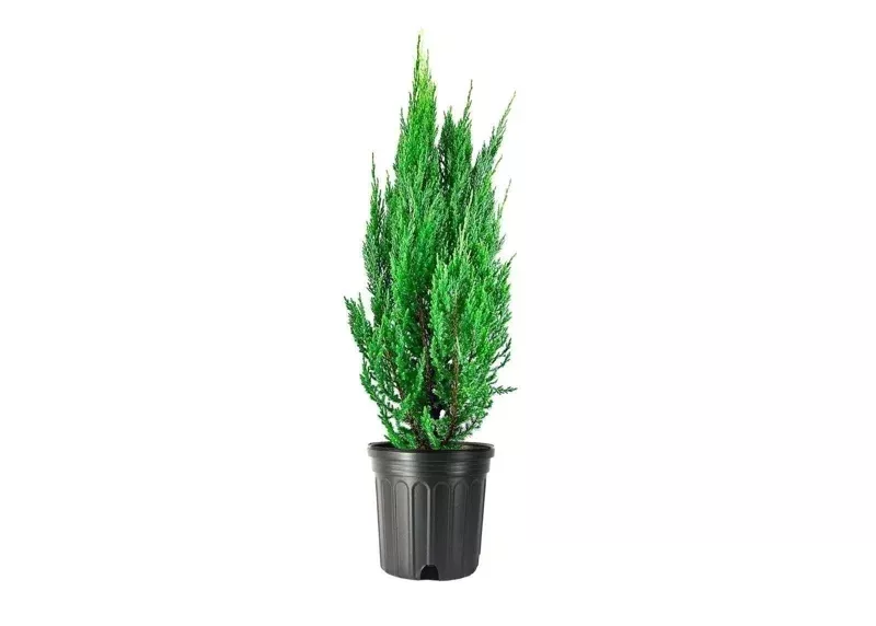 Blue Point Juniper Plant – Live Shrub – Juniperus chinensis – 1 Qt Container – Outdoor