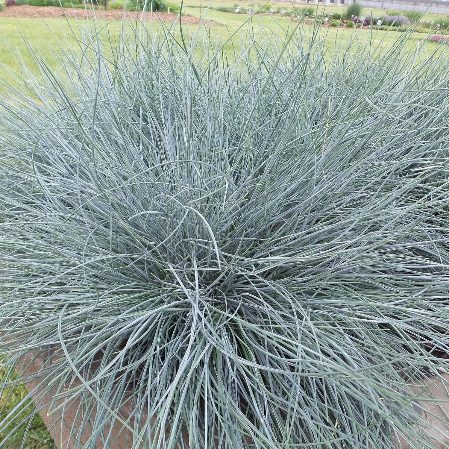 'Blue Whiskers' Blue Fescue (Festuca)
