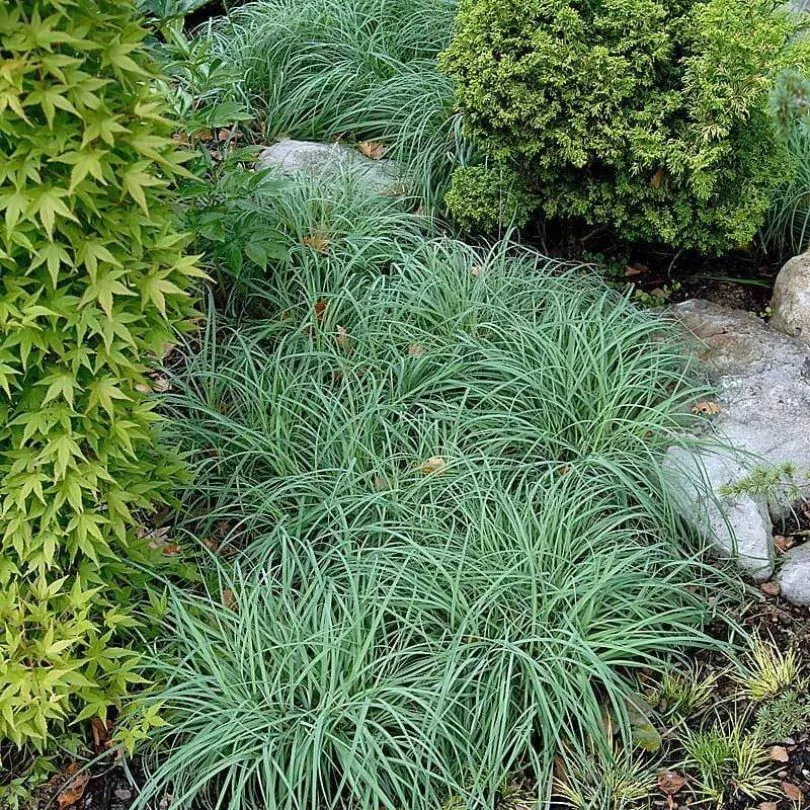 'Blue Zinger' Sedge