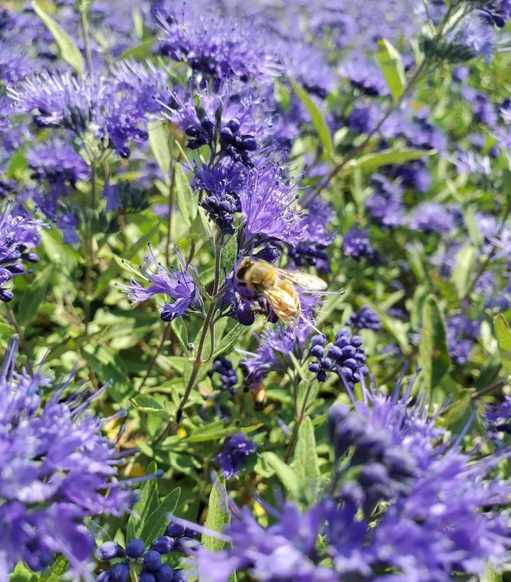 Bluebeard, Sapphire Surf™ Bluebeard