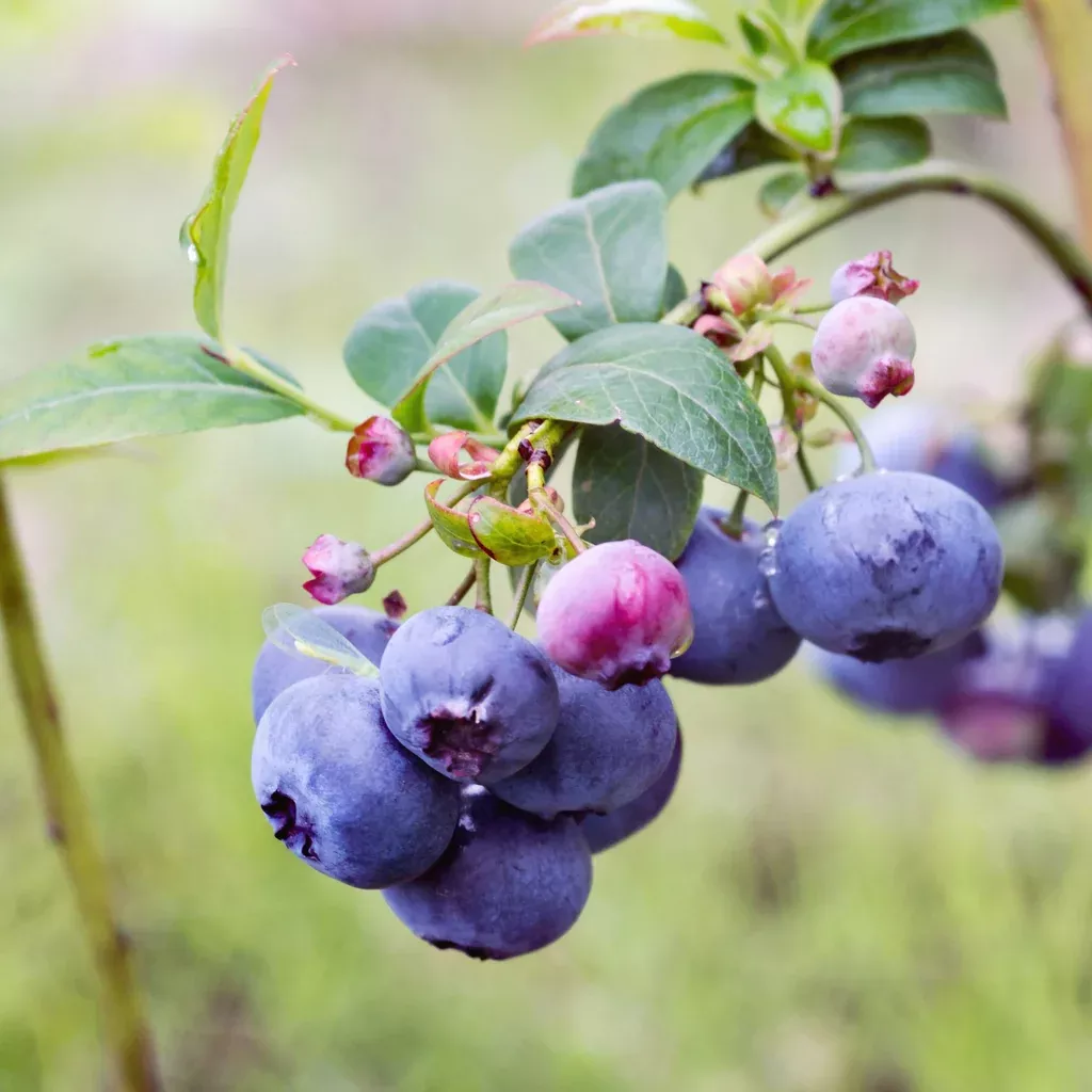 Blueberry, Bluecrop Highbush Blueberry