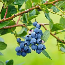 Blueberry, Blueray Blueberry