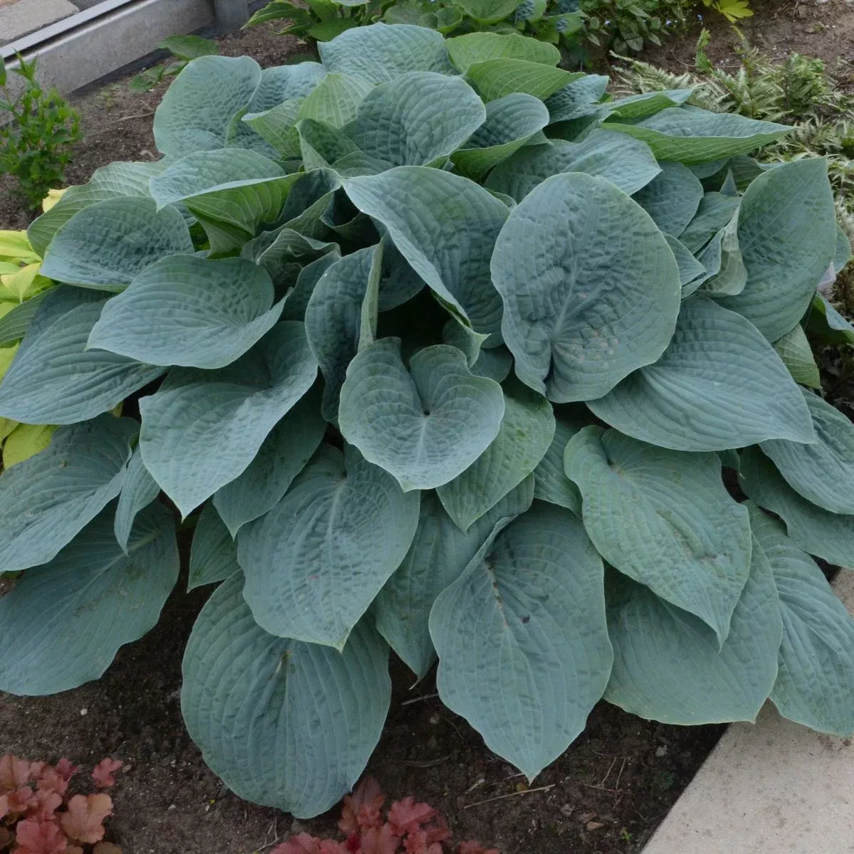 'Blueberry Muffin' Hosta