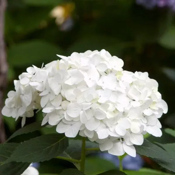 Blushing Bride Endless Summer Hydrangea