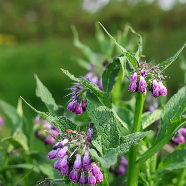Bocking 14 Comfrey Live Plant – Perennial Herb – Knitbone Cultivar