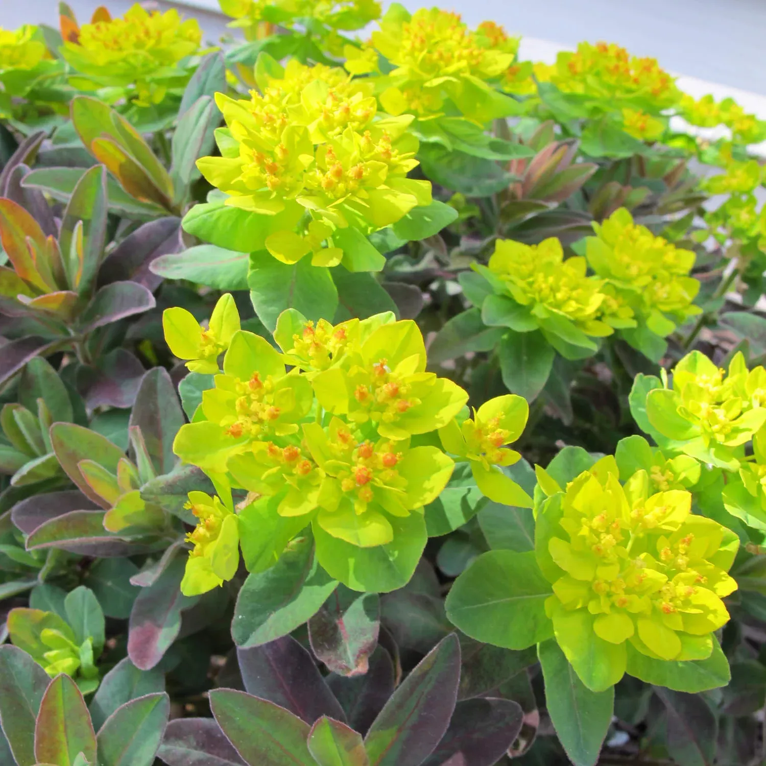 'Bonfire' Spurge (Euphorbia)