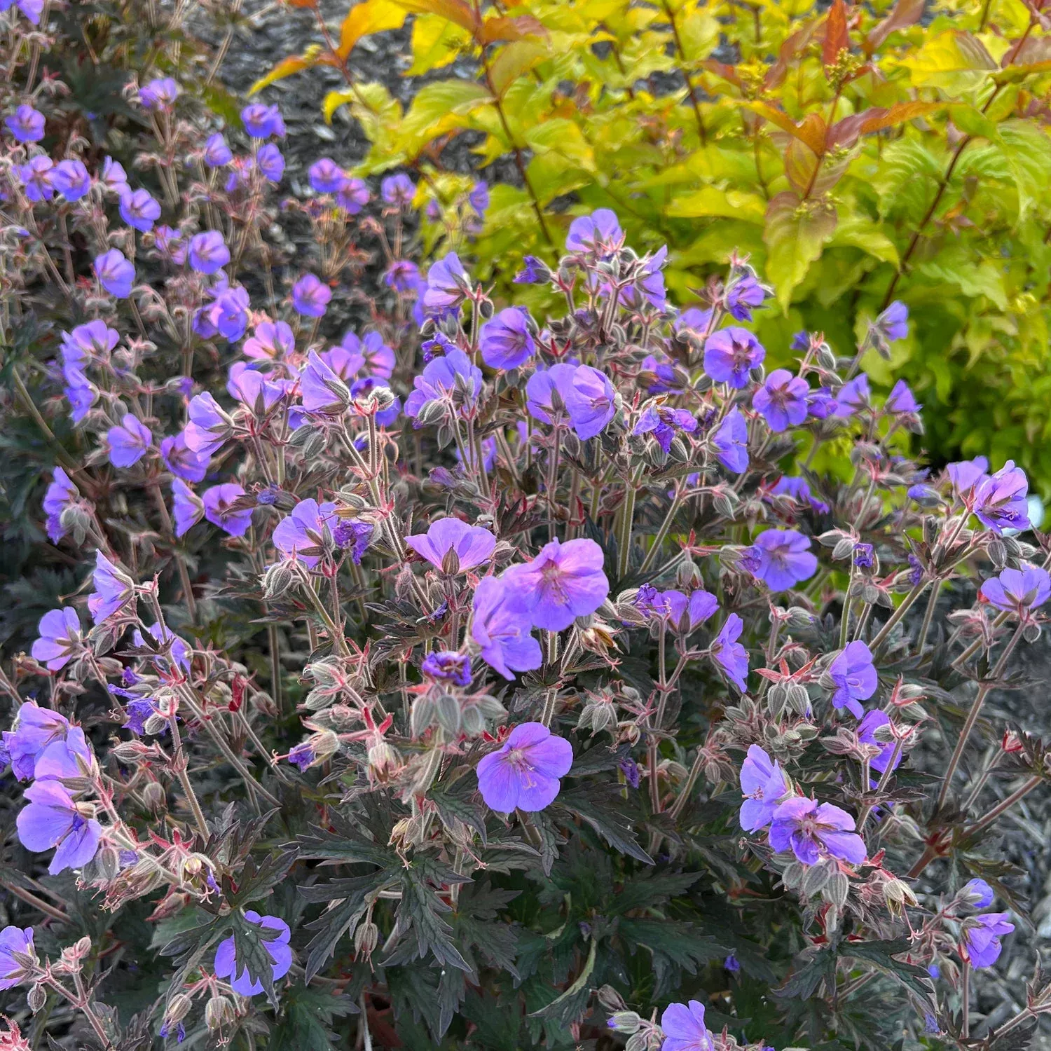 'Boom Chocolatta' Cranesbill (Geranium)